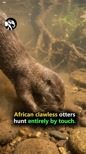 African clawless otters rely solely on touch to hunt, using sensitive fingers to feel for prey in murky waters with astonishing precision #Wildlife #Mammals #NatureFacts #Adaptation #Discovery | Animal Insights