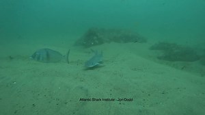 Sharks have a number of senses that help them survive and thrive in our ocean environment. Sight, touch, taste, sound… but their sense of smell ranks high above the rest. Depending on the species, up to 2/3rds of a shark’s brain can be dedicated to smell. We’ve seen it countless times in our research and you can see it in the attached video. Here, a smooth dogfish shark has used his sense of smell to find our bait source hidden on the bottom of the ocean. Well done! Sulikowski Shark and Fish Con