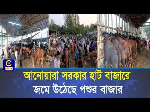 আনোয়ারা সরকার হাট বাজারে আগাম জমে উঠেছে পশুর বাজার, বেচাকেনা হচ্ছে বাজার ছাড়াও প্রতিদিন | Cplus