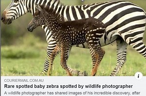 Seltenes Zebra in Afrika: Gepunktetes Zebra-Junges begeistert Kenia-Besucher