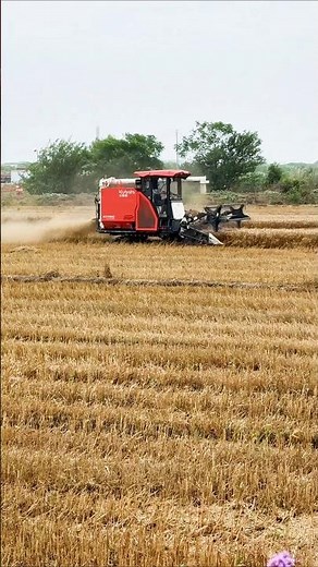 Kubota dhan kata gari 🌾😱 #shorts #kubota #paddycuttingmachine
