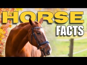 HORSE FACTS That Will BLOW Your Mind! 🐴✨