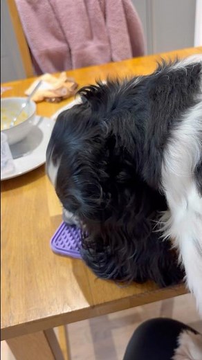 Dogs, stand up for your rights! We have right to eat our food from the table 😝🤩 #springer spaniel