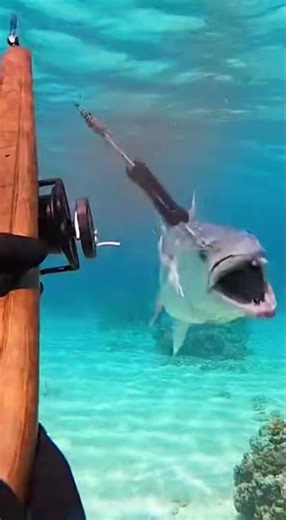 Diver Hunts Fish for Dinner 🐟🤿 | Ocean Survival Moment