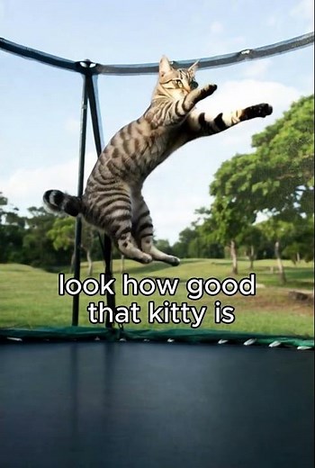 cat doing trix on a trampoline