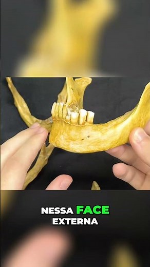 Anatomy of the Mandible: Foramen, Protuberance, and Lingula.