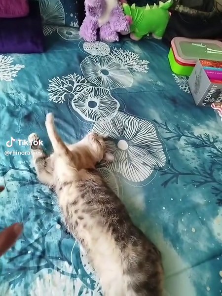 The most dangerous animal #killer #cat #dangerous