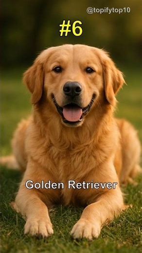 Top 10 Best Family Dog Breeds Right Now
