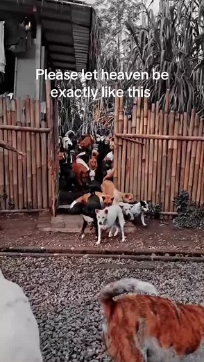 Gaia Island of Dogs (@gaiaislandofdogs)’s videos with original sound - Gaia Island of Dogs