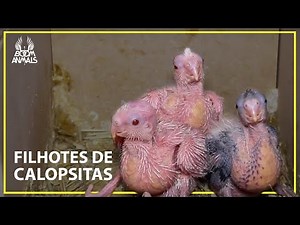 Development of Cockatiel Chicks