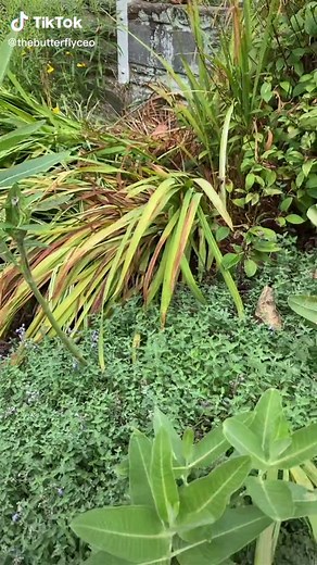 Cutting Back Milkweed for Healthier Growth