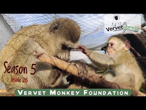 A new life for orphaned baby monkeys is the reward their caregivers get to see.