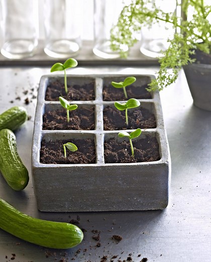 9 Essential Steps for Starting Seeds Indoors Successfully