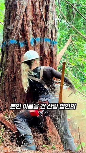 10 Years of Expertise: A Woman Fells a Giant Redwood Solo