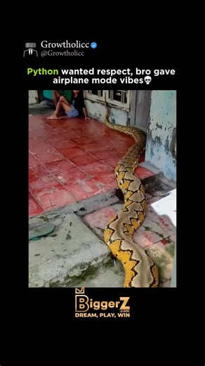 GrowtHolicc on Instagram: "“A giant python casually enters the porch... and the kids are just chillin’ on their phones like it’s totally normal Only in Southeast Asia things. . . . #trendingreels #didyouknow #mindblowing #explore #viral #knowledge #usa #growtholicc #fact #intresting #python #darknature #biggerz"
