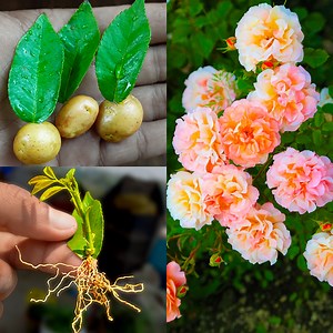 71K views · 1K reactions | How to propagate roses with potatoes for fast rooting grow rose tree from leaves | Rana Craft | Facebook