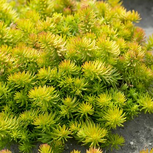 Angelina Sedum, Stonecrop | High Country Gardens