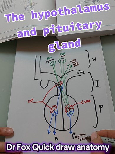 Understanding the Hypothalamus and Pituitary Gland