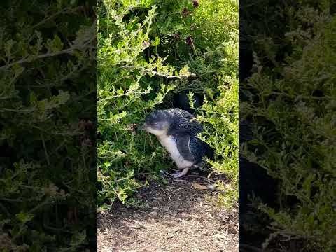Can’t believe I saw this CUTE Fairy Penguin in Tasmania! Cruising w/ Norwegian Spirit #shorts