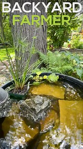 Planting perennials around base of trees | Backyard Farmer