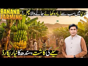 World’s Most Eaten Fruit | Banana Farming | Best Business Idea For Farmers | Kissan Ka Pakistan