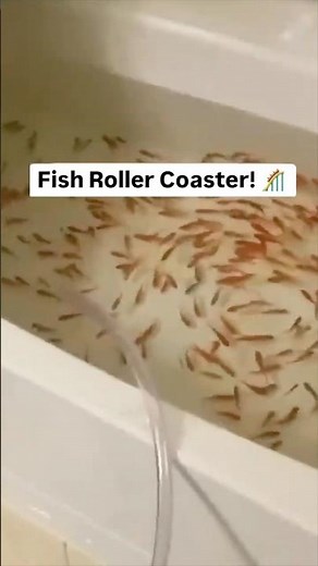 FISH ROLLER COASTER 100% Safe for Fish! #shorts