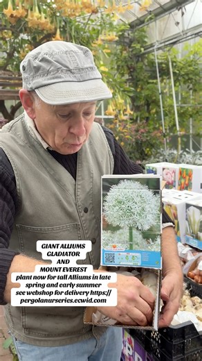 # WEBSHOP https://pergolanurseries.ecwid.com GIANT ALLIUMS GLADIATOR AND MOUNT EVEREST plant now for tall Alliums in late spring and early summer See webshop for full range of spring flowering bulbs for planting from now! Available in WEBSHOP https://pergolanurseries.ecwid.com ALL IRELAND DELIVERY 🚚 32 Counties Pergola Nurseries Garden Corner, Virginia, Co Cavan “A gardeners oasis of quality plants “ Open Tuesday to Saturday 10.3-5 Open Sundays 2-5 #fyp #flowerbulbs #gardenideas #garden | Pergo