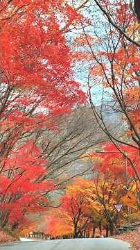 #내장산 4부 🍁 가을빛에 물든 우화정의 풍경 #전라북도 #정읍시 #내장산단풍 #우화정 #내장산국립공원 #Naejangsan #KoreaTravel #AutumnVibes