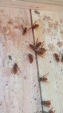 Hundreds of Hornets are Eating Honey