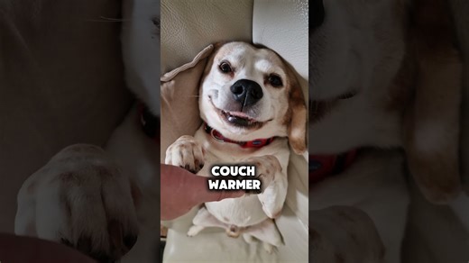 Life with a beagle is full of surprises