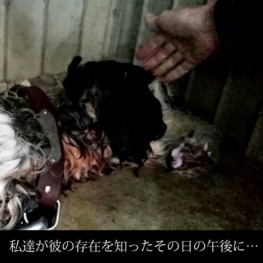 犬のネグレクト虐待