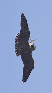 1.3K views · 28 reactions | Juvenile Peregrine Falcon practices hunting by catching imaginary prey midair. ...#falcon #peregrinefalcon #birdsofprey #tj | Tohid Azimi | Facebook