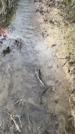 Try not to laugh at the frog #shorts