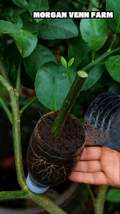 Air Layer an Orange Branch Without Peeling the Bar #CitrusFarming #AirLayering #PlantPropagation #GardeningTips | Morgan Venn