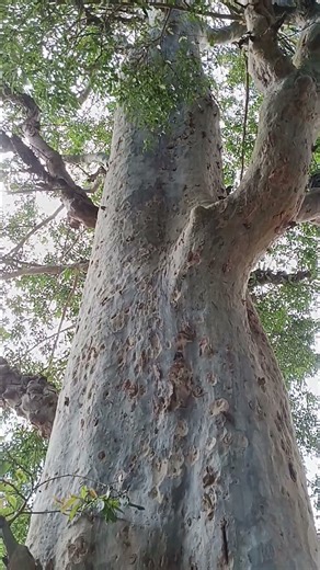 Ancient Tree Serenity | Forest Ambience & Soft Breeze 🌳🌬️