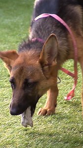 1.1M views · 20K reactions | Why can’t this dog swallow food?  #bondivet #dogs #doglove #swallows #vomit | Bondi Vet | Facebook