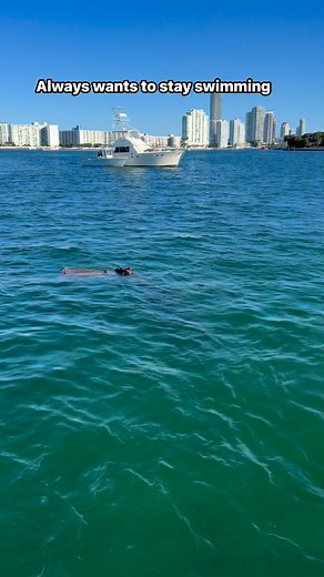 779K views · 7.3K reactions | #puppy #dog #dogsofinstagram #fblifestyle #germanshepherd #gsd #goldenretriever #goldenretrieverpuppy #viral #animals #cuteanimals | apollo_germanshepherd | Facebook