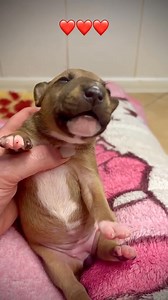 Que hermosa bebé 💕 | Bull Terrier (Oficial Fans)