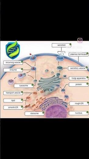 Endomembrane system = the cell’s delivery network! #CellBiology #NCERT #ScienceShorts #BioByPriti