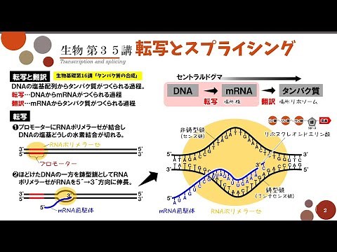 【高校生物】第35講「転写とスプライシング」真核生物の転写・選択的スプライシング