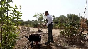 Farmer maintains land in Dubai’s summer heat