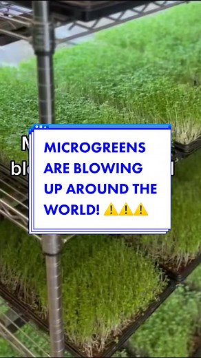 It’s the best time to get started #micros #microgreens #microgreenbusiness #microgreenfarmer