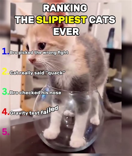 Ranking the SLIPPIEST cats ever