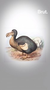 2M views · 3.5K reactions | Too heavy to fly, too large to run and too clumsy to escape, this funny-looking bird didn't survive the arrival of humans in its territory. Here is the story of the dodo. | Brut nature | Facebook