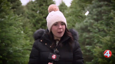 Local Christmas tree farm returns