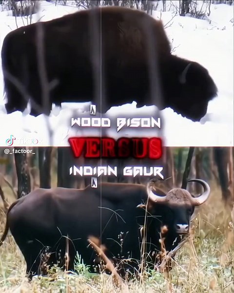 Wood Bison vs Indian Gaur - Epic Animal Showdown | Happy New Year Special