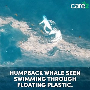 10K reactions · 5.8K shares | Heartbreaking footage captured the extent of ocean plastic pollution as a humpback whale swam through polluted waters. Coca-Cola alone produces 3 million tons of plastic a year. It’s time to hold them accountable! | Care2 | Facebook