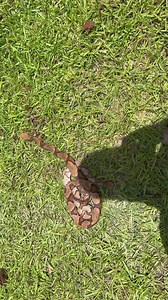 613K views · 4K reactions | Check out the two copperheads near 48th in Myrtle Beach from Russell Cavender (The Snake Chaser)! While you’re certainly more likely to see a nonvenomous snake in the area, Russell says this is the most common venomous one for our region. https://bit.ly/3nb4dWg | Simon Williams | Facebook