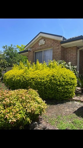 Duranta Erecta ‘Sheena’s Gold’: Ideal Hedge Planting Guide