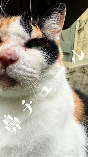 英国村のデビ姉さん 村市のビークールが甘えた様になりました。 チュール活動の会もあり、毛並み艶出てきてます。 #休み時間 #英国村 #京都旅行 #アンティークのある暮らし #コテージ宿泊